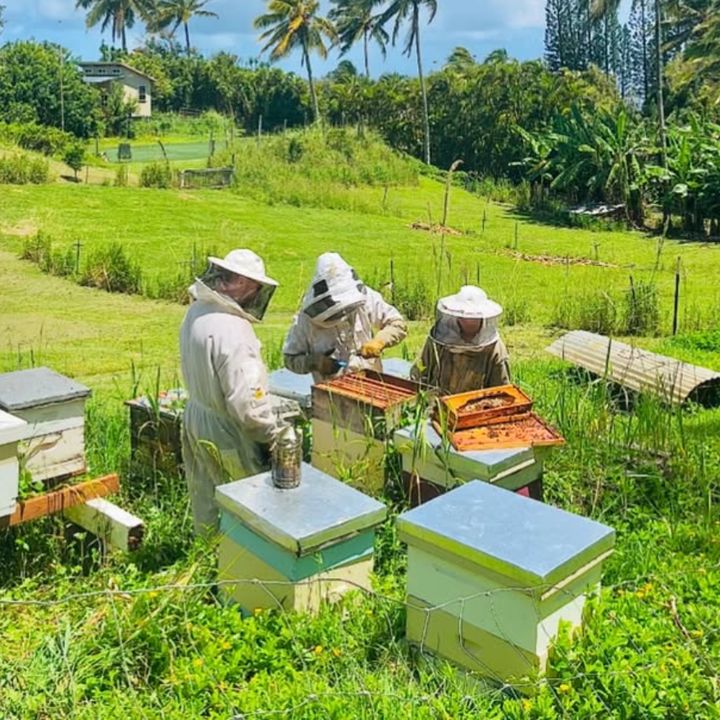 Beekeepers in suits opening a hive box in the field