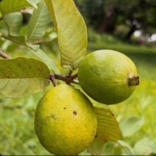 Two guava fruit on the branch among leaves