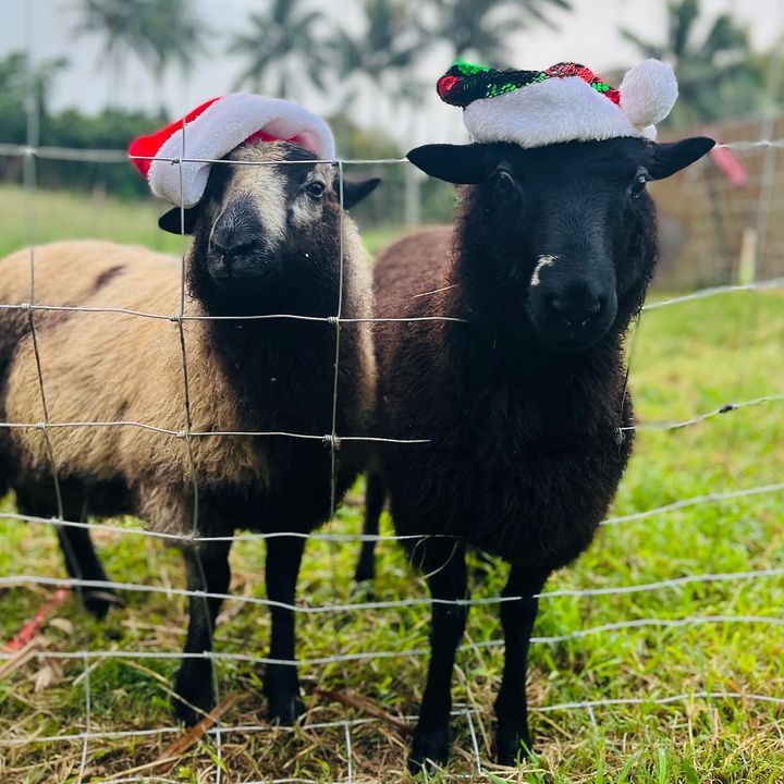 Two sheep at a wire fence on the farm, both wearing Christmas hats