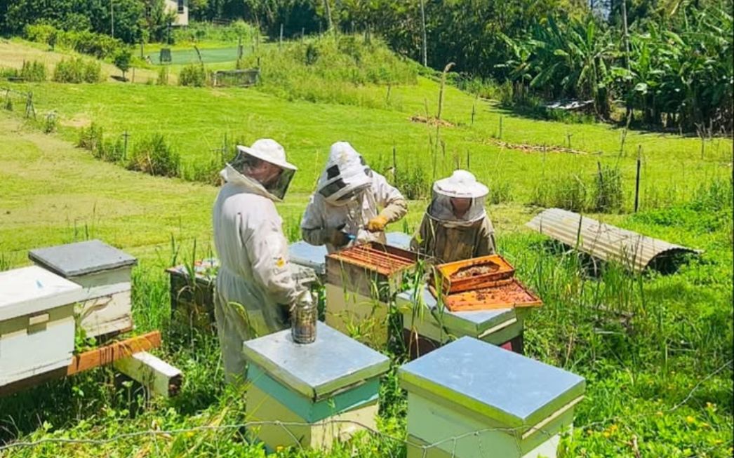 Three people in beekeeping suits working hive boxes in a field at the farm, coconut palms behind