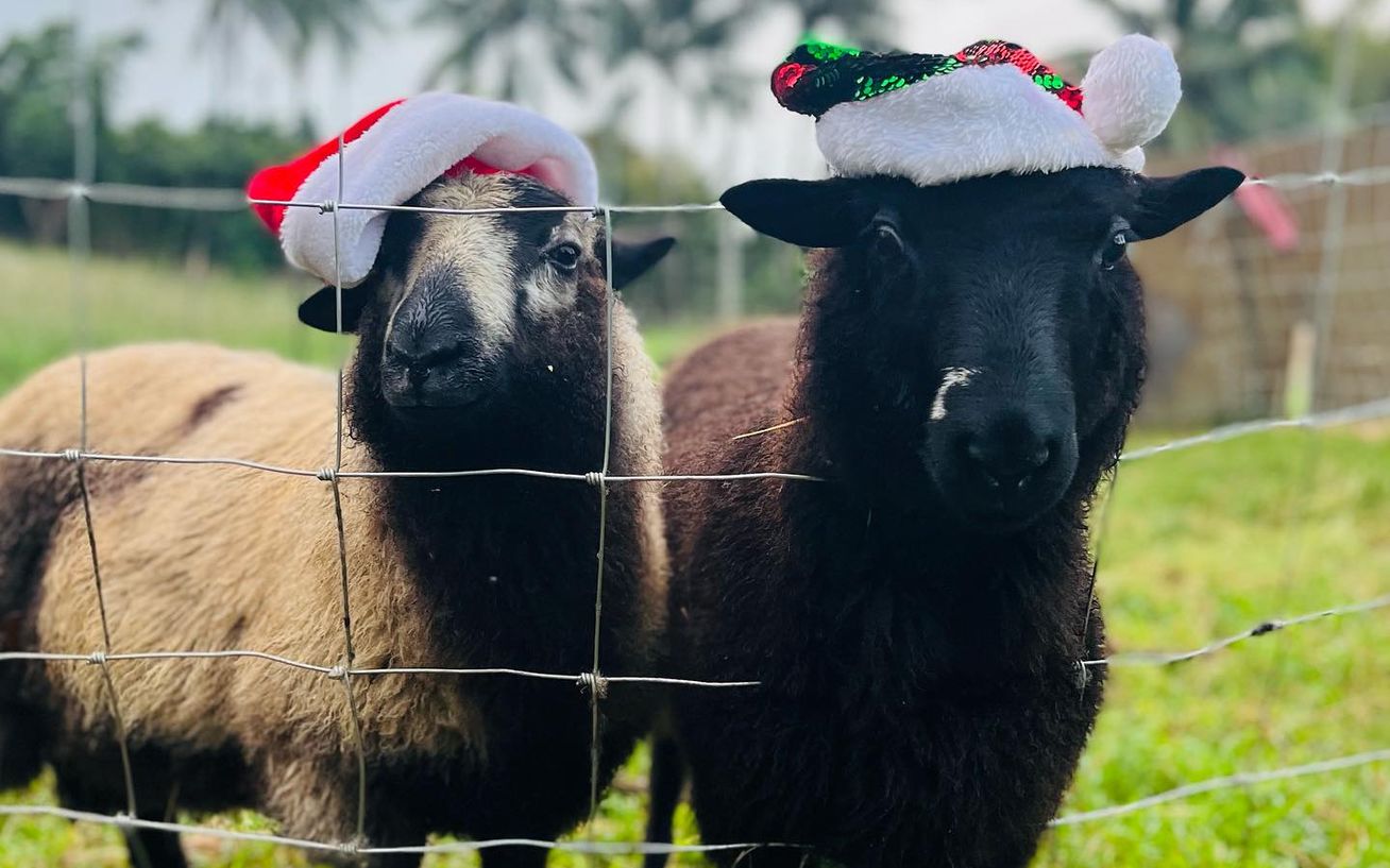 Two sheep at a wire fence on the farm, both wearing Christmas hats